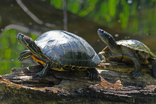 Turtles On A Pond Log