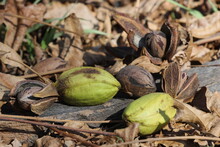 Pecan Nuts And Seeds Under A Tree