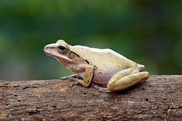 striped tree frog, yellow tree frog on the branch