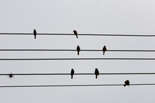 Birds On An Electric Cable