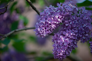 Two lilac clusters in full bloom in sunlight spots