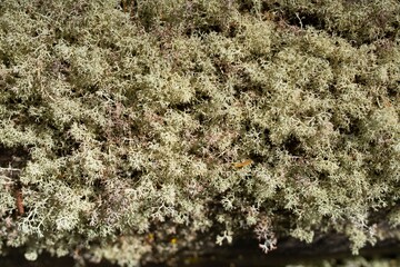 Moss on tree brunch on a summer day close up view