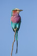 Beautifully colored Lilac-breasted Roller perched on a flimsy stick in Kruger Park, South Africa