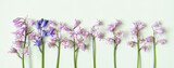 Fototapeta Kwiaty - Composition with Hyacinth flowers with copy space