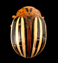 The False Potato Beetle. Closely Related To The Colorado Potato Beetle Macro Specimen, Insect, Back