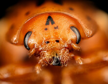 The False Potato Beetle. Closely Related To The Colorado Potato Beetle Macro Specimen, Insect, Face