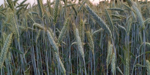 grass in the wind