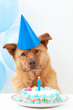 Dog Surprise happy birthday cake