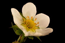 Garden Strawberry (Fragaria Ananassa). Flower Closeup