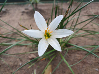 White Rain Lily or Zephyranthes candida flower on green background.