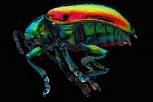 Chrysochus Auratus, Dogbane Beetle, Beltsvillle, Maryland