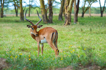 Wild Impala On Green Grass In National Park In Africa