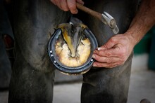 Closeup Shot Of A Person Working With A Horse Farrier And Hoof