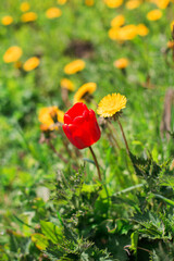  red poppy flowers in field
