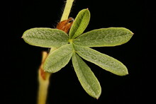 Shrubby Cinquefoil (Dasiphora Fruticosa). Leaf Closeup