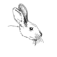 Wall Mural - Rabbit head., Vector sketch, Hand drawn illustration