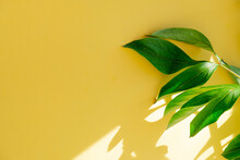 Large Green Leaves In The Sun On A Yellow Background.  Yellow Background For Text With Green Leaves.