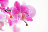 Fototapeta Kwiaty - Pink orchid on white background, Orchidaceae