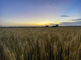 Fototapeta Na sufit - Sunset and wheat spike