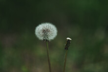  Background: One Fluffy Blurred White Dandelion