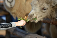 A Child Feeds A Llama With A Hand That Eats Grass At The Zoo.