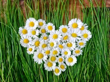 White Daisy Flowers Heart On Green Grass. Marguerite Heart Symbol Daisy Flowers On Spring Grass & Wooden Background. Summer White Daisy Flowers Heart Shape Overhead. Floral Love Card Concept, Top View