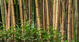 Fototapeta Dziecięca - Multiplexing bambusa, Hedge bamboo. Alphonse Karr Yellow Clumping Hedge Bamboo -  Bambusa Multiplex