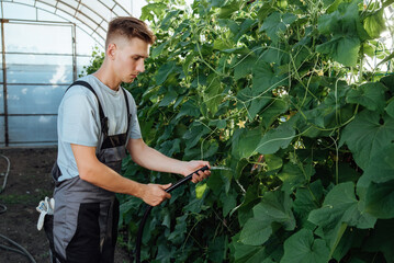 Wall Mural - Happy farmer at work in greenhouse