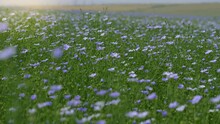 Flax Field In Bloom, Countryside Peaceful Blue Flowers Background, Field Of Blue Delicate Flowers, Agriculture, Flax Cultivation, Slow Motion Walking In Field Go Linen