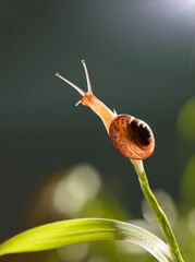 Wall Mural - Snail on grass top