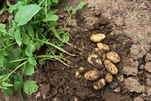 Young Potato Plant Outside The Soil With Raw Potatoes