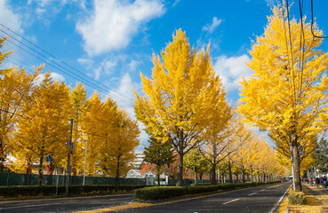 Avenue in Japan with Gingko trees along the two sides in autumn