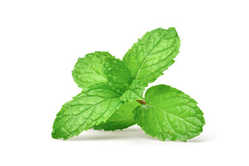 Wall Mural - Green fresh Mint leaf isolated on white background.