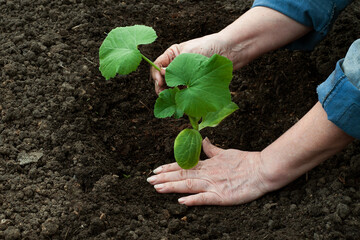 An elderly woman plants spring young plants in the soil. Work in the garden