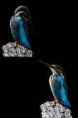Fototapete - The common kingfisher (Alcedo atthis) also known as the Eurasian kingfisher, and river kingfisher.