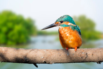 Fototapete - The common kingfisher (Alcedo atthis), also known as the Eurasian kingfisher and river kingfisher