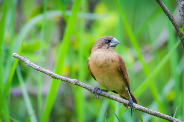 Fototapete - Scaly-breasted munia or spotted munia (Lonchura punctulata)