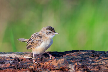 Fototapete - Plain Prinia, White-browed Prinia, Plain Wren-Warbler, Brown Wren-Warbler