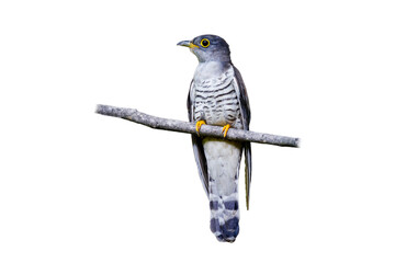 Indian cuckoo (Cuculus micropterus) on white background.