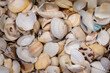 A collection of small seashells, Canon Beach, Oregon