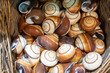 A collection of preeywinkle  seashells, Canon Beach, Oregon