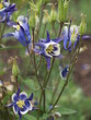 Orlik kwitnący niebieski kwiat