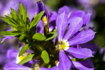 Poster - Closeup shot of a beautiful purple browallia speciosa flower