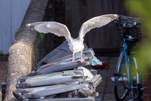 Seagull Spreading Its Wings Whilst Scavenging For Food In Overflowing Waste Bins