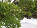 Fototapeta  - Drzewo akacja nad rzeką 