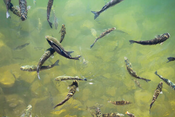 Top view of many carp fish (Cyprinus carpio) swimming at lake