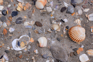 Wall Mural - sea shells on sand background