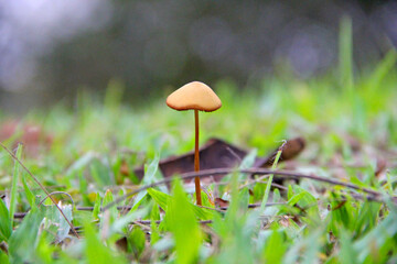 Canvas Print - mushroom