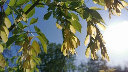 leaves and seeds of manitoba maple (acer negundo). the only maple native to canada with compound lea