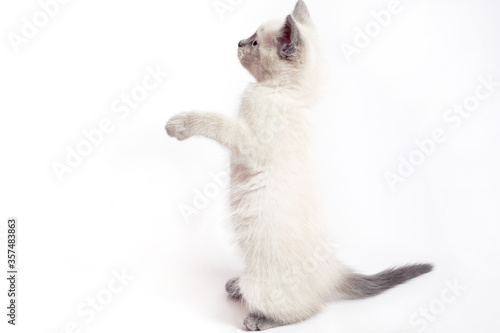 Cuadros en Lienzo The funny white Thai kitten stands on its hind legs and looks up.